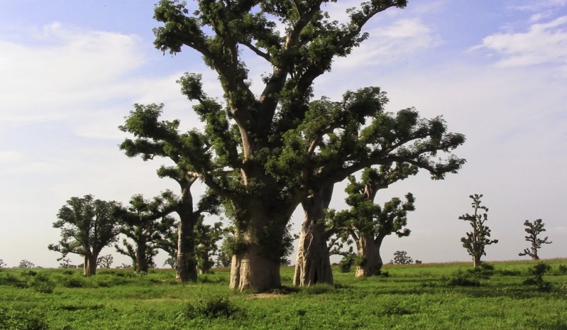 Forêt de Sébikotane : les populations s’opposent à un projet agricole sur 115 hectares