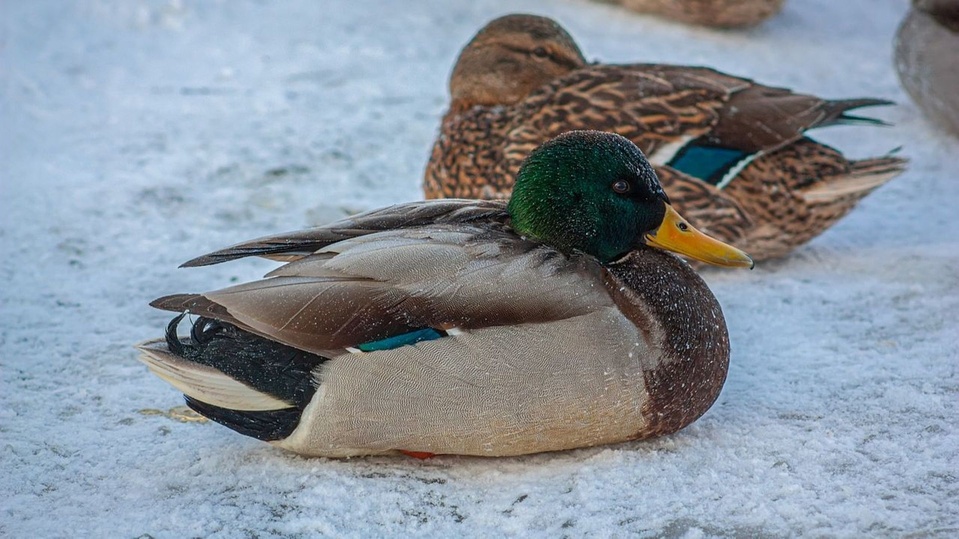 Alerte Anacim : vers un froid de canard Alerte Anacim : vers un froid de canard