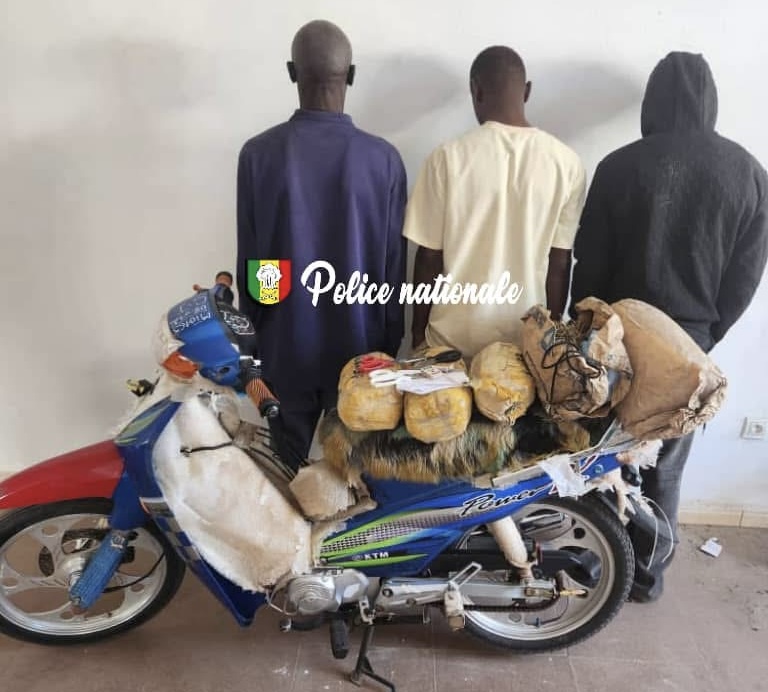 Kolda : la police saisit 5,101 kg de chanvre indien ; trois suspects arrêtés
