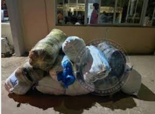 Mbour : Plus de 800 kg de chanvre indien saisis par la gendarmerie