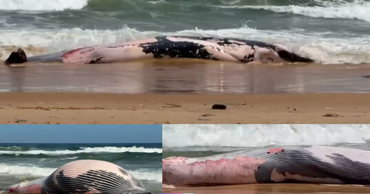 Guédiawaye : une baleine de dix mètres échoue sur la plage