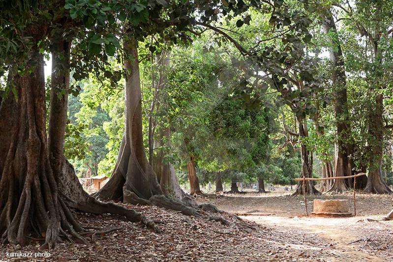 Le Sénégal prépare un nouveau plan forestier pour la période 2026-2035