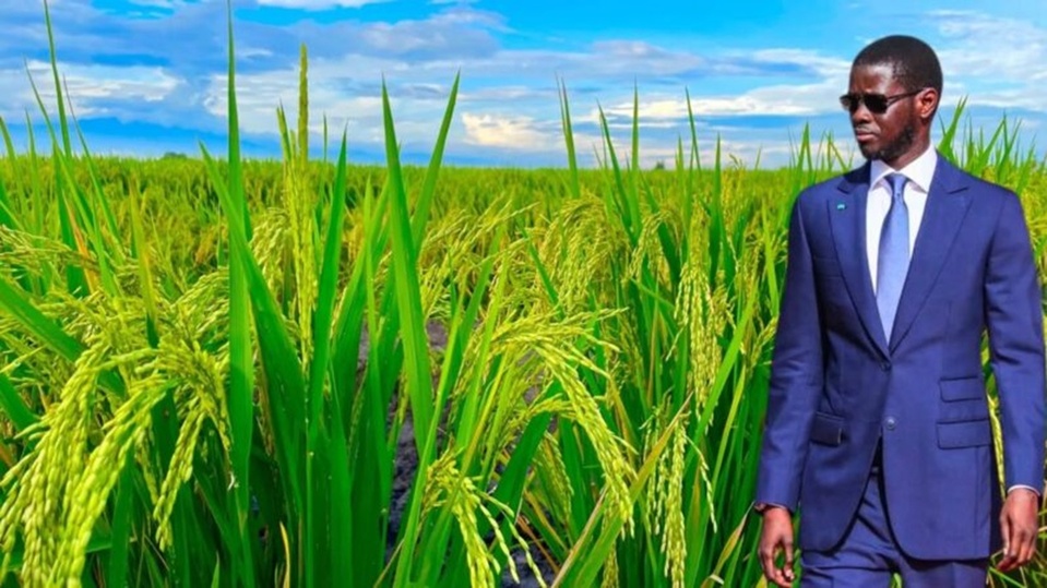 CAMPAGNE AGRICOLE 2026-2027 EN SURSIS : L’État dégaine un plan d’urgence de 130 milliards F Cfa pour sauver l’hivernage
