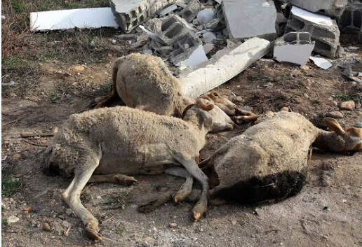 HLM BISCUITERIE : Un homme arrêté pour abattage clandestin d’un mouton et tentative de vente de viande impropre à la consommation