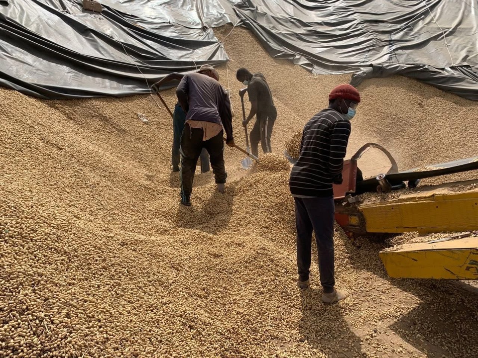 200 MILLIARDS POUR COMMERCIALISER LES PRODUITS AGRIOLES : L'arachide, cette hypothèque qui plombe toute souveraineté 200 MILLIARDS POUR COMMERCIALISER LES PRODUITS AGRIOLES : L'arachide, cette hypothèque qui plombe toute souveraineté