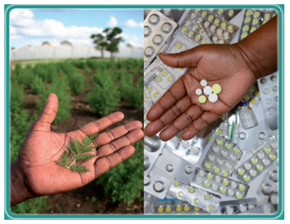 ESSAIS CLINIQUES PARALLELES SUR LE COVID-ORGANICS ET UN REMEDE LOCAL : Un spécialiste débusque un «problème d’éthique» et soupçonne une recherche de gloire et de profit