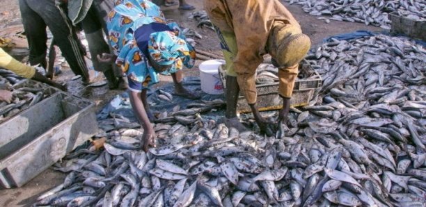 Sénégal : « 57 licences de pêche octroyées à des navires étrangers qui opèrent en toute impunité » (Gaipes)
