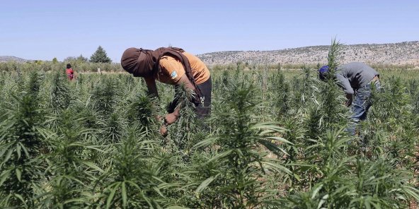 Le cannabis, nouvel or vert du Liban ?