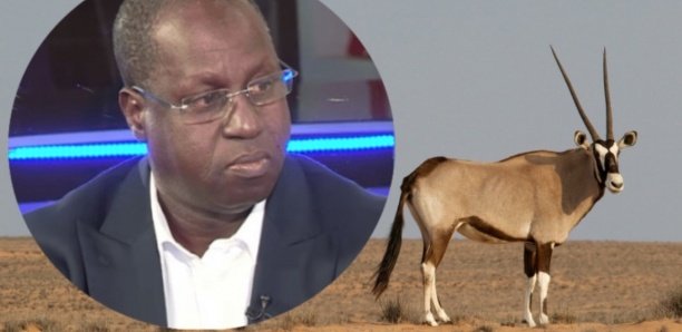 Affaire des gazelles Oryx : Une plainte annoncée contre Abdou Karim Sall