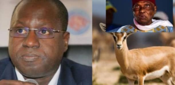 Affaire des gazelles mortes : Le Pds traine Abdou Karim Sall devant le procureur