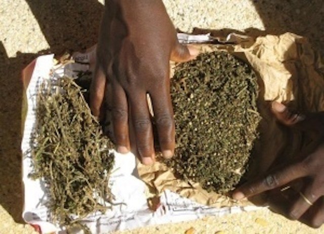 177 kg de chanvre indien saisis par la Douane de Karang