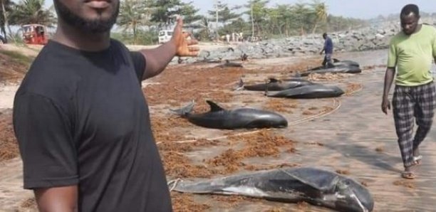 Drame maritime: Des carcasses de tortues et de dauphins échouent sur la grande côte