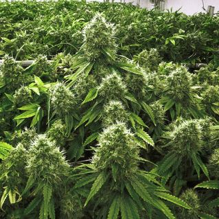 TRAFIC DE CHANVRE INDIEN A KEUR MBAYE FALL: Le gang du multirécidiviste baron de la drogue alias «Nar» démantelé