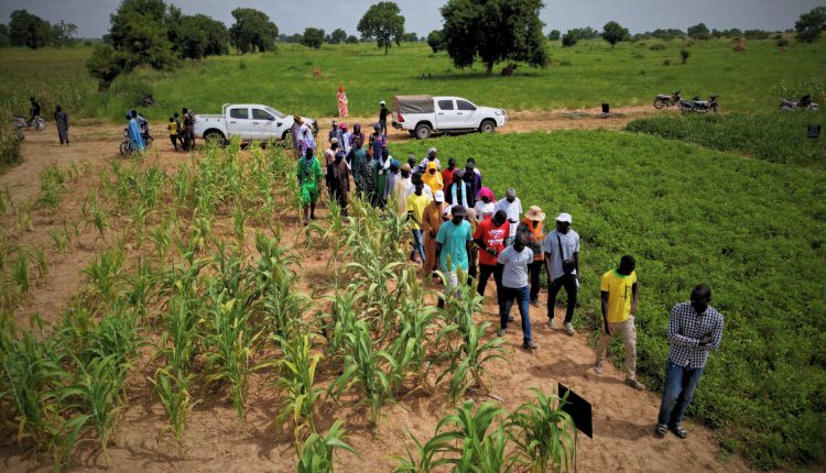 ILS S'ÉTAIENT OPPOSÉS À LA CONSTRUCTION D'UNE STATION DE LA SOCIÉTÉ MK EXCELLENCE À LENDENG : 5 des 9 maraîchers de Rufisque condamnés à une peine avec sursis