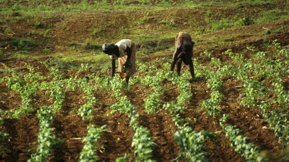 MÉCANISMES DE SUBVENTIONS ET DE FINANCEMENTS DE L’AGRICULTURE : Ousmane Sonko dégage 23 recommandations pour corriger les irrégularités