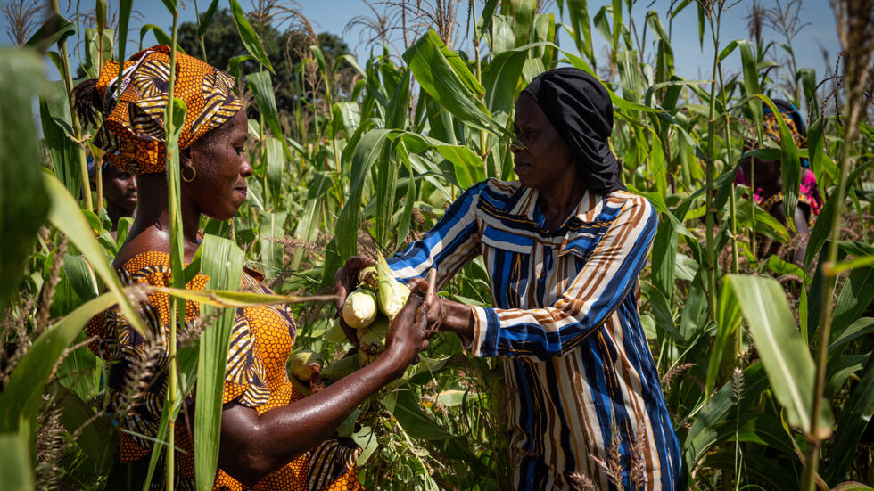 CAMPAGNE AGRICOLE 2024-2025 : L’Etat subventionne les semences et plants pour soulager les producteurs