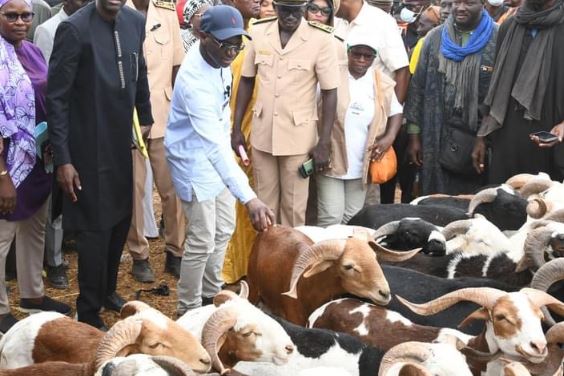 TABASKI 2025 : Le gouvernement renforce le dispositif d’approvisionnement en moutons et la lutte contre le vol de bétail
