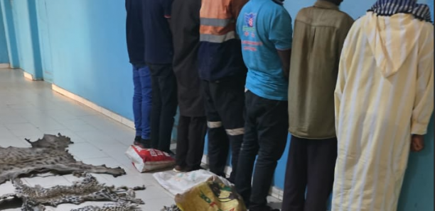 Criminalité faunique à Kédougou : 7 personnes arrêtées