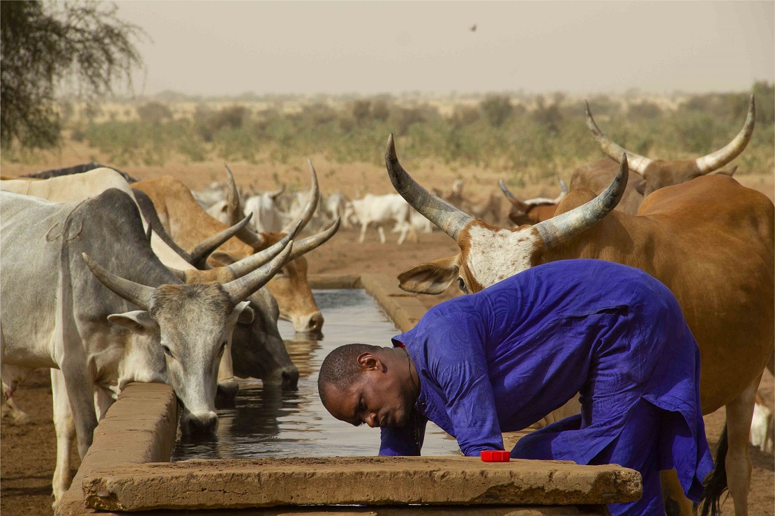 PASTORALISME AU SENEGAL : Stabilité relative et des vulnérabilités à surveiller