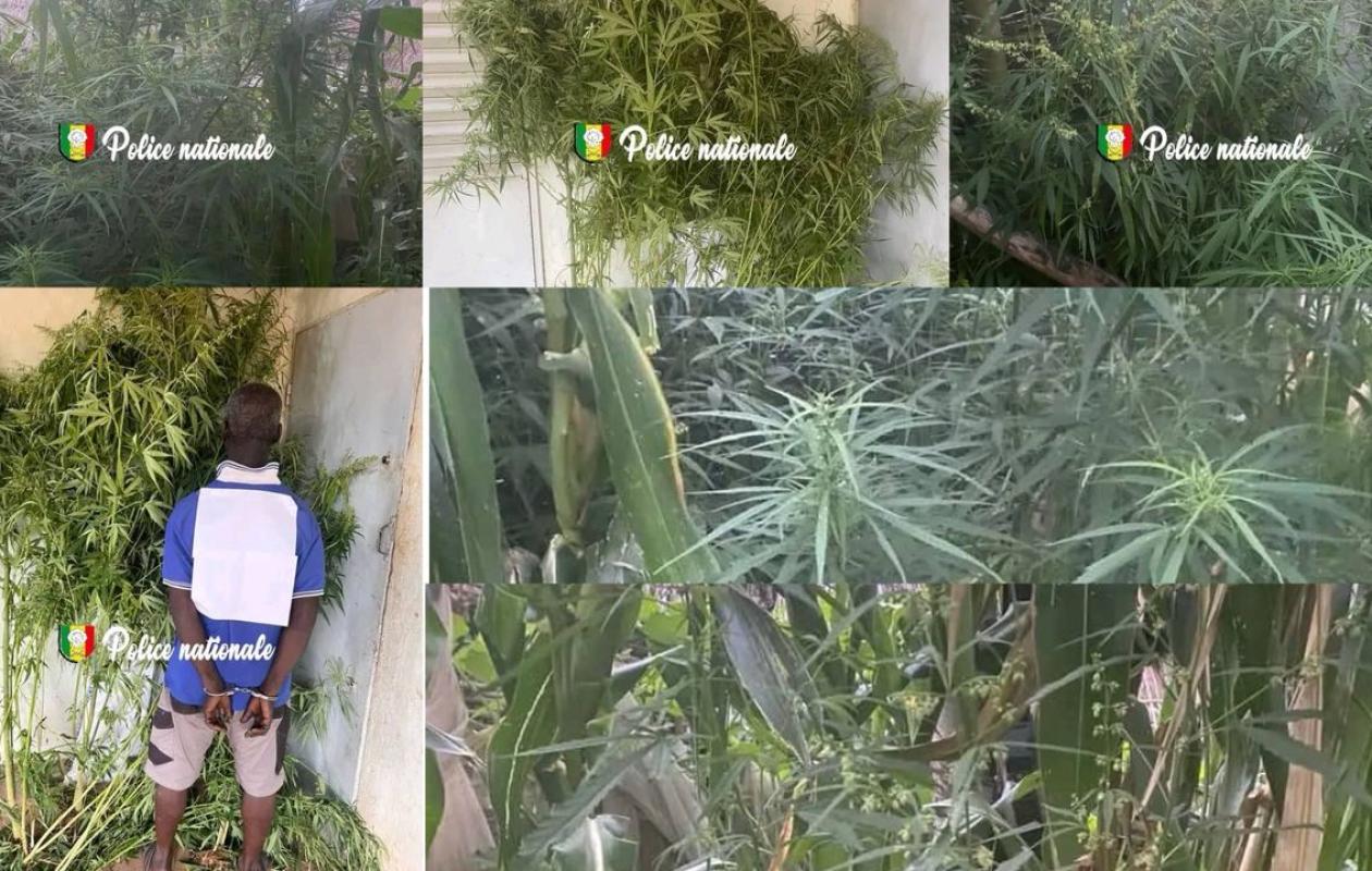 Kédougou : un individu en possession de 30 pieds de chanvre indien arrêté hier