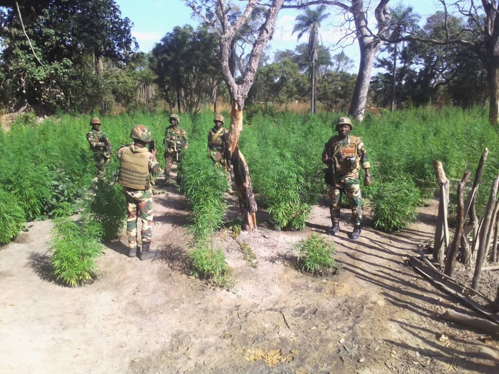 Ziguinchor : 3 personnes interpellées dans des champs de cannabis de Djibidione
