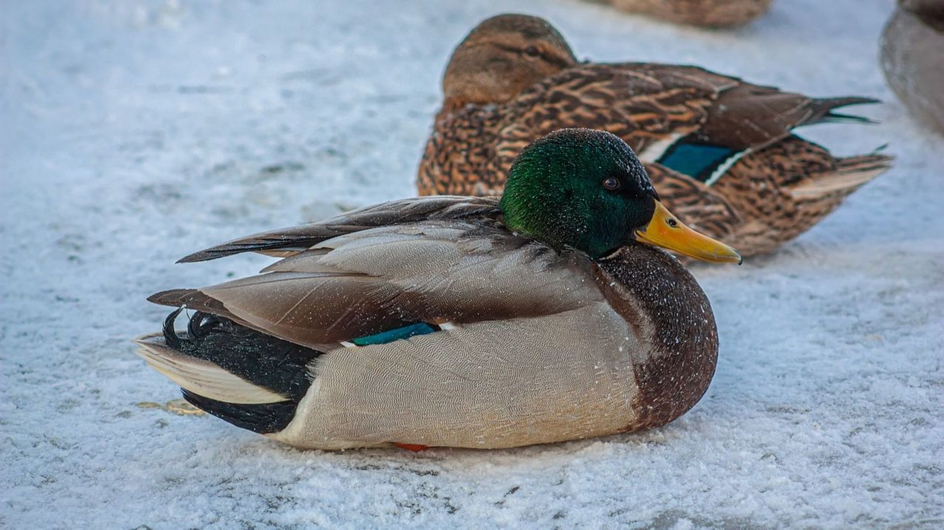 Alerte Anacim : vers un froid de canard