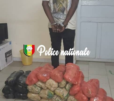 Trafic de drogue : 25,5 kg de chanvre indien saisis à Fatick