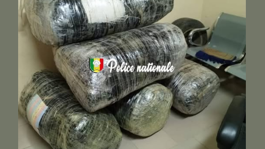 196 kg de chanvre indien saisis à  Mbodiène