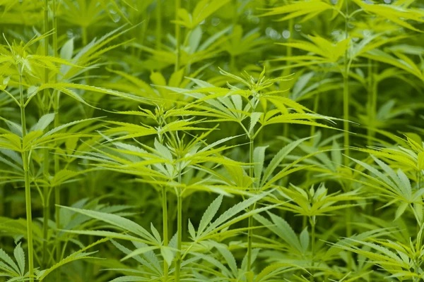 TRAFIC DE DROGUE À RUFISQUE : Deux dealers arrêtés avec 62 kg de chanvre indien à bord de leur véhicule