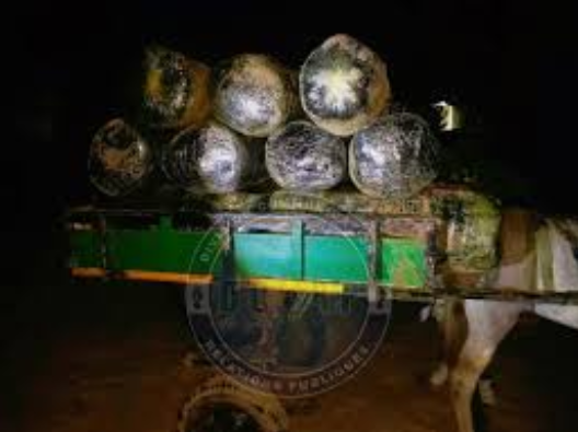 Saisie de 600 kg de chanvre indien