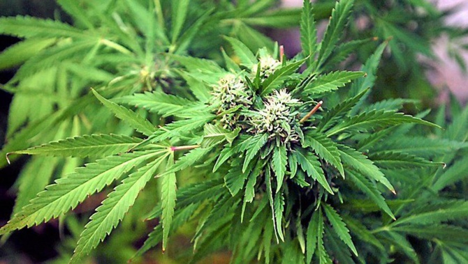 Trafic de drogue : la Gendarmerie met la main sur 43 kg de yamba