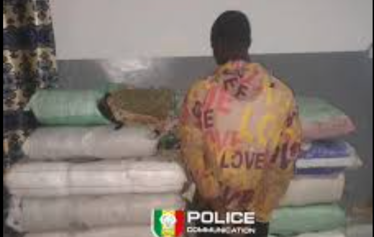 SEDHIOU : 80 kg de chanvre indien saisis par l’Ocrtis à la veille de la Korité