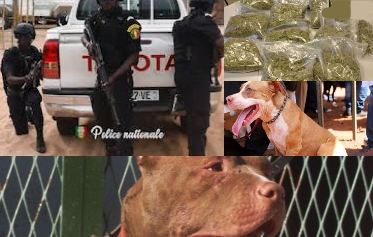 GANG DE DEALERS DÉMANTELÉ À YEUMBEUL COMICO : Des policiers abattent quatre chiens pitbulls par balle pour sauver leur peau