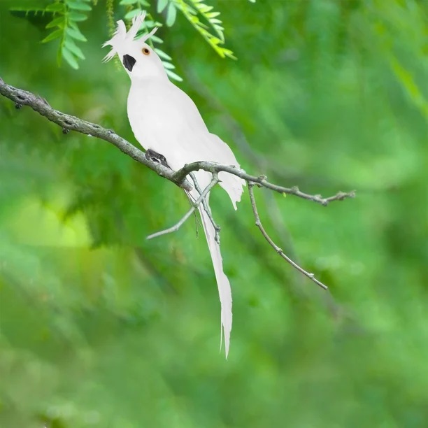 ‘’Février’’ et ses plumes