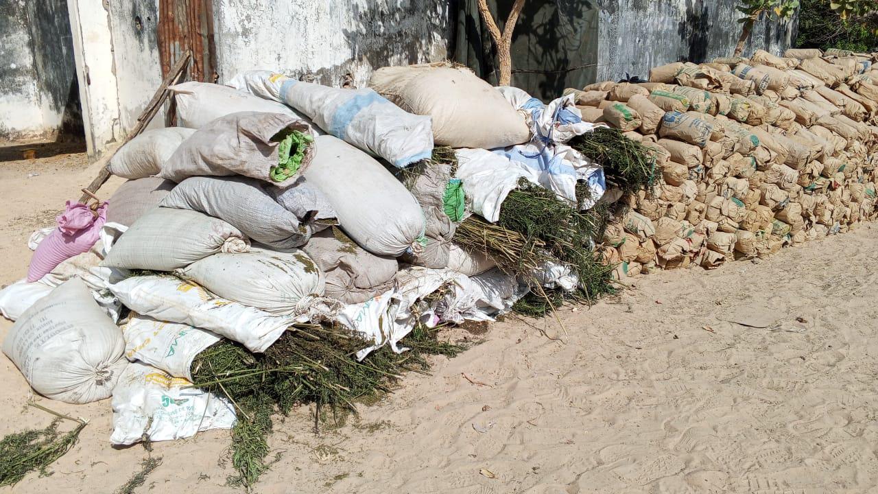 Lutte contre les trafics illicites en Casamance : l'armée frappe fort