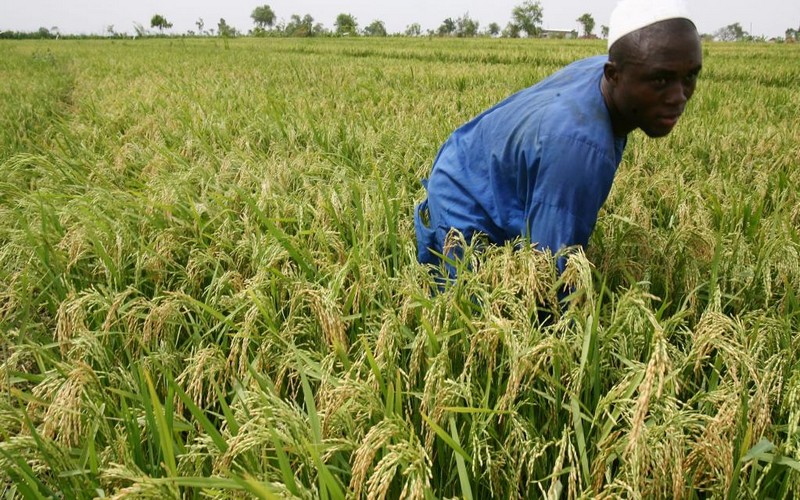 AGRICULTURE : La baisse des crédits aux producteurs de -27,9% impacte les rendements