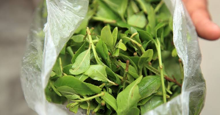 EN PROVENANCE DE L'AIBD : Trois Sénégalais arrêtés à l'aéroport de Chicago avec 530 kg de Khat d'une valeur de 85 millions F Cfa