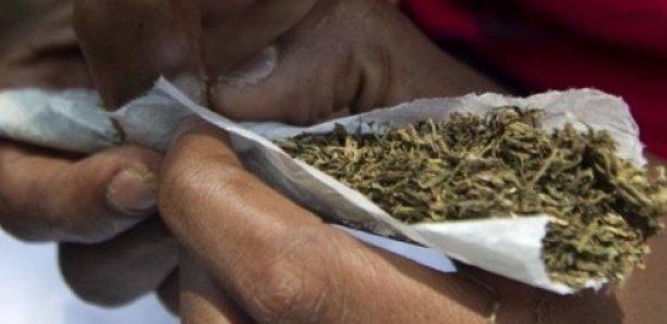 Trafic de drogue : 3 dealers pris avec 4kg de chanvre indien, le fournisseur de la drogue est recherché