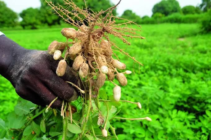 200 MILLIARDS POUR COMMERCIALISER LES PRODUITS AGRIOLES :  L'arachide, cette hypothèque qui plombe toute souveraineté