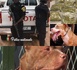GANG DE DEALERS DÉMANTELÉ À YEUMBEUL COMICO : Des policiers abattent quatre chiens pitbulls par balle pour sauver leur peau