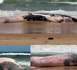 Guédiawaye : une baleine de dix mètres échoue sur la plage