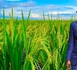 CAMPAGNE DE COMMERCIALISATION AGRICOLE 2026-2027 : Plus de 200 milliards F Cfa à mobiliser