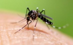 Dengue : 36 cas entre Louga et Dahra