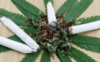 Au Canada, le cannabis sera légal dans quelques mois