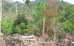 VOTE DU NOUVEAU CODE FORESTIER: Les artisans de Ziguinchor parlent de précipitation  et de manque de concertation