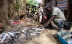 PENURIE DE POISSON A ZIGUINCHOR: Les espèces nobles intouchables sur les marchés