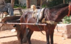 TRAGÉDIE FAMILIALE A TOUBA THIAROYE: Un charretier tue son cousin d’un coup de ciseaux dans le cœur pour un sac de mil pour son cheval