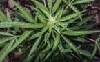 Covid-19 : Le cannabis plus efficace que l'hydroxychloroquine