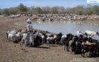 BLOQUES DANS LA REGION DE LOUGA DEPUIS LE DEBUT DE L’EPIDEMIE : Les éleveurs semi-nomades du Nord du Sénégal vendent leur bétail à moitié prix