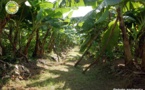 Sédhiou : La tempête déracine 24 616 bananiers à Balantacounda